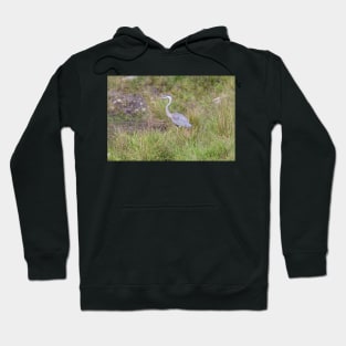 A lone Great Blue Heron Hoodie